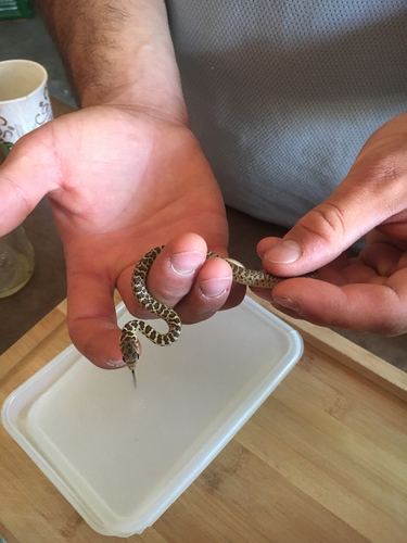 iNaturalist observation photo of Western Yellow-bellied Racer