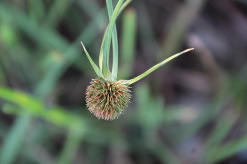 Cyperus alatus