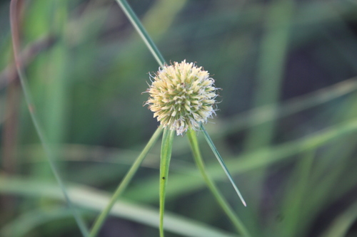 Cyperus alatus, photograph 1