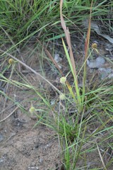 Cyperus alatus, photograph author not stated, no rights reserved