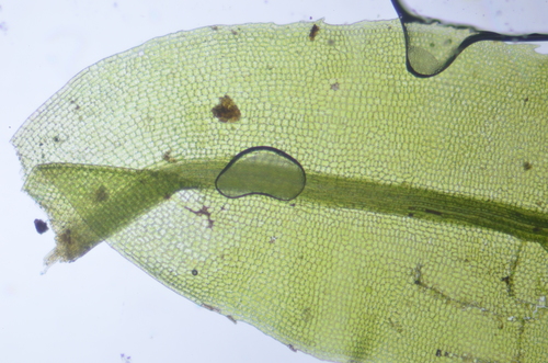 Image of Oligotrichum parallelum by no rights reserved