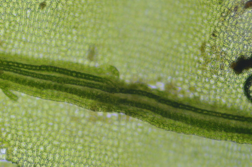Image of Oligotrichum parallelum by no rights reserved