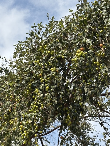 Juá