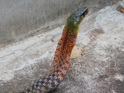 Red-necked Keelback