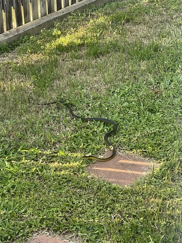 Common Tree Snake sighting