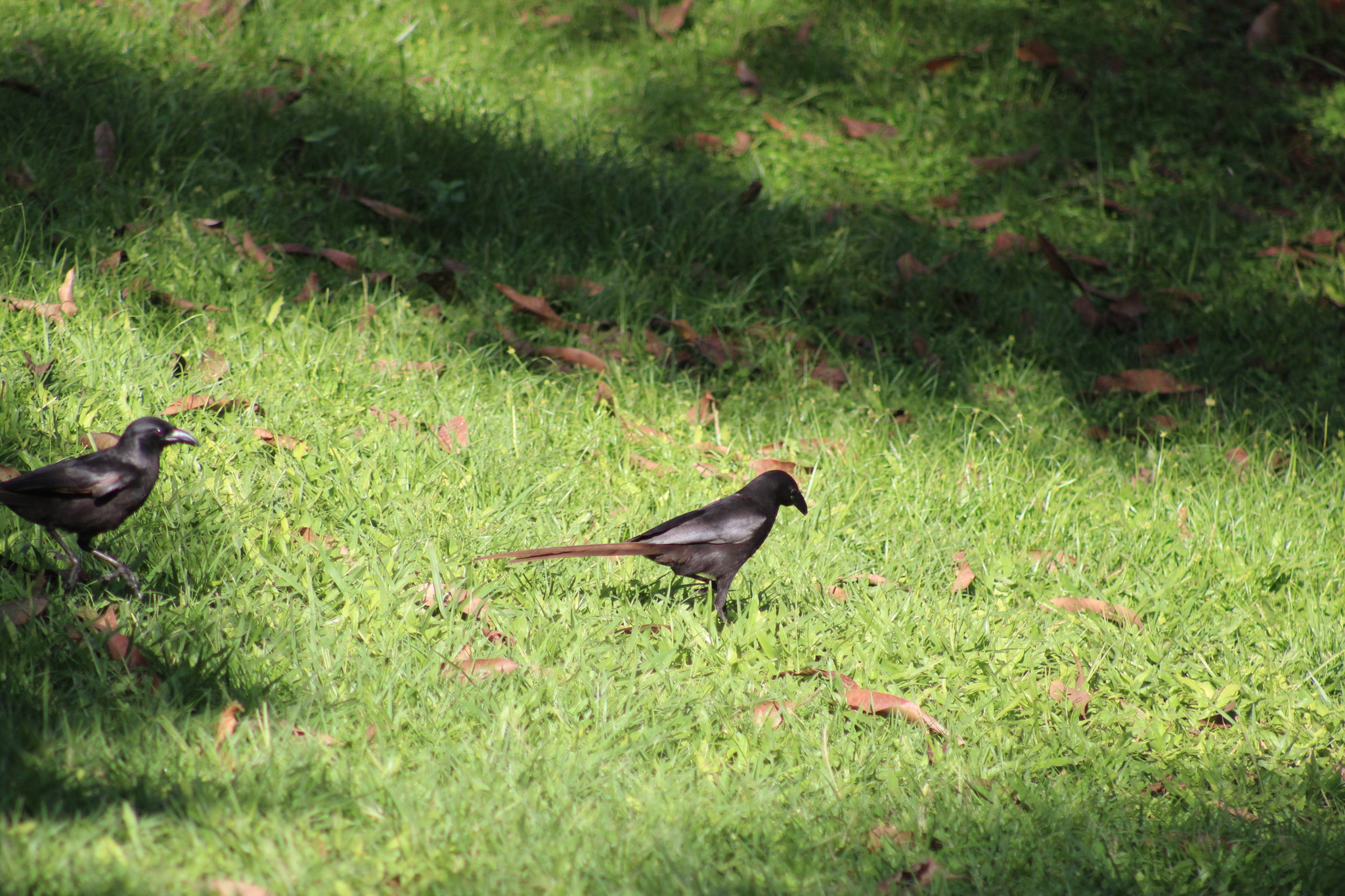 Piapiac (Ptilostomus afer), photo 1