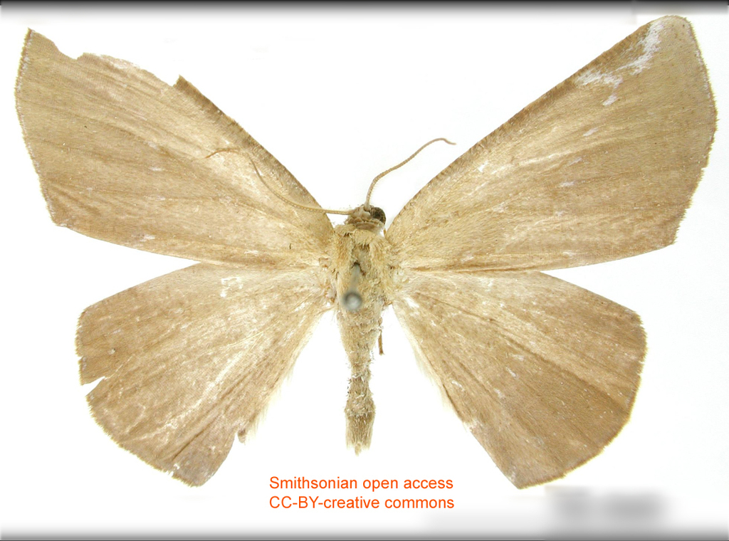 Polla albipuncta