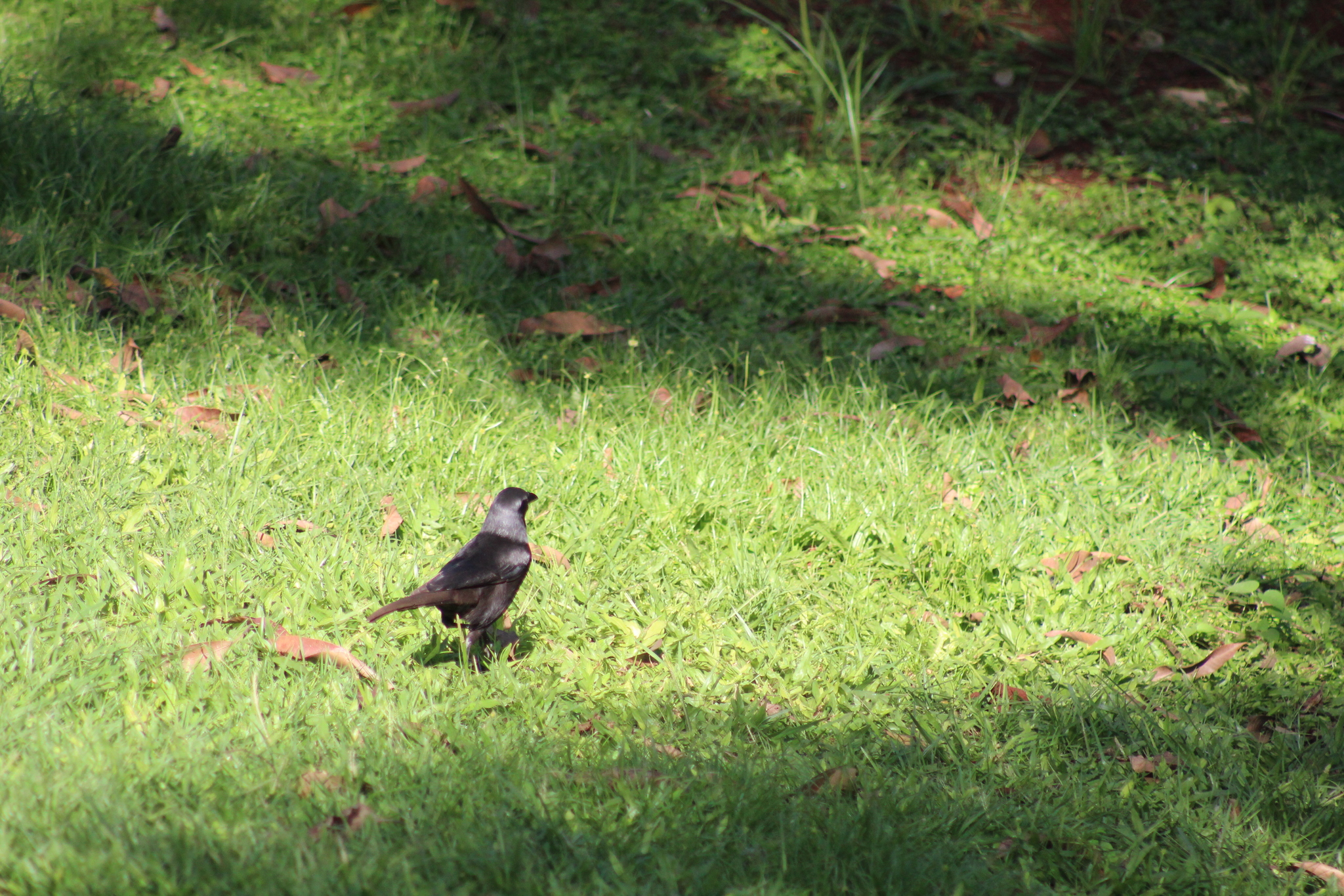 Piapiac (Ptilostomus afer), photo 3