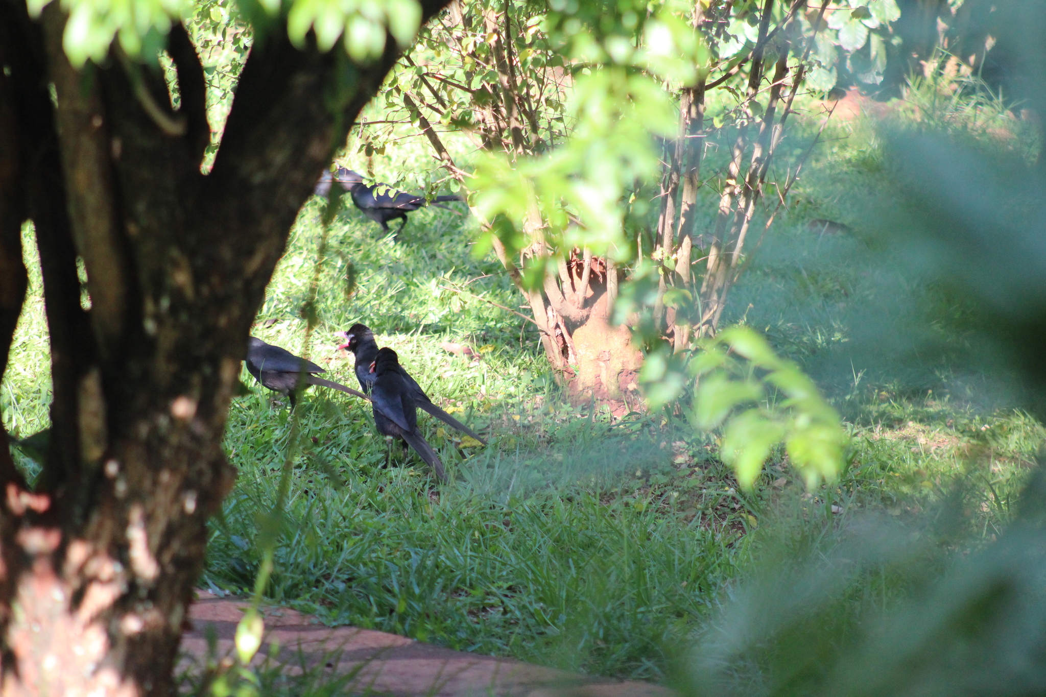 Piapiac (Ptilostomus afer), photo 4