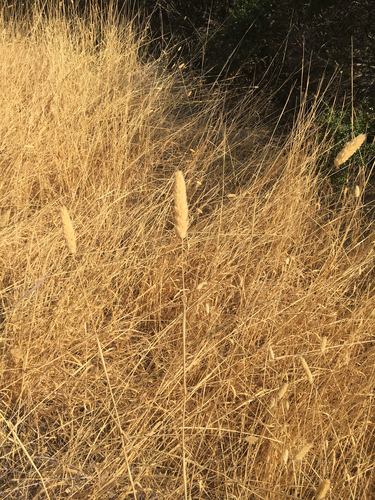 iNaturalist observation photo of grasses