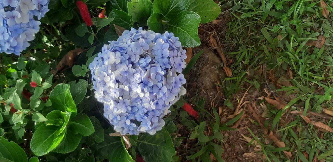 Hydrangea macrophylla