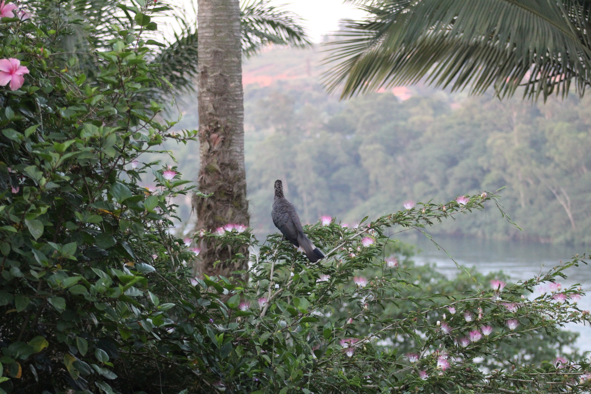 Eastern Plantain-eater (Crinifer zonurus), photo 6