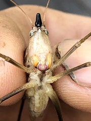 Neoconocephalus nebrascensis