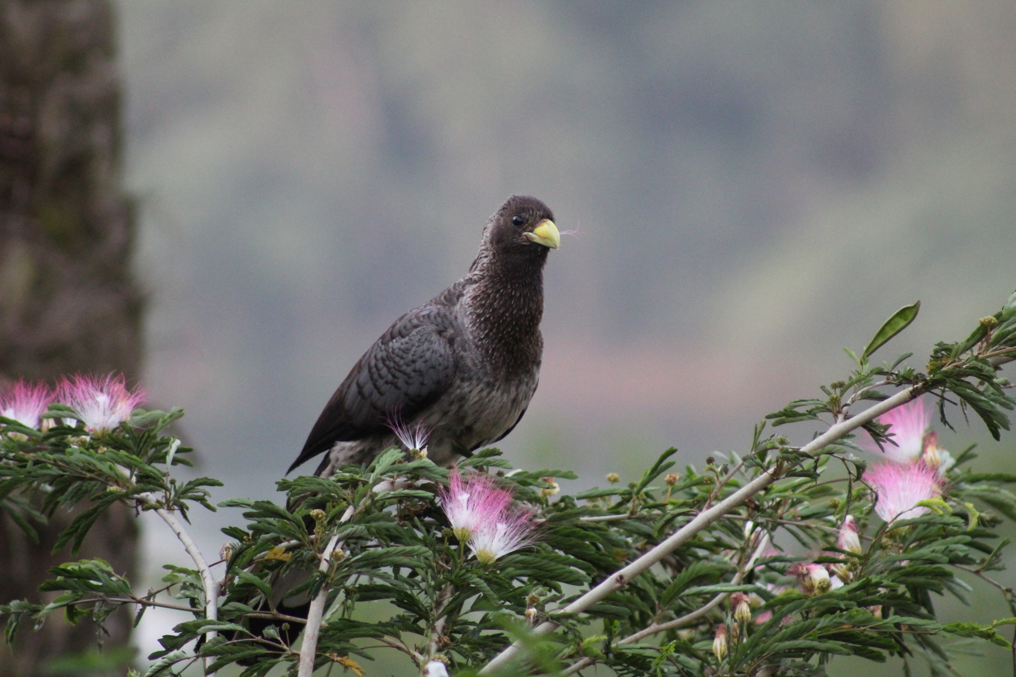 Eastern Plantain-eater (Crinifer zonurus), photo 5