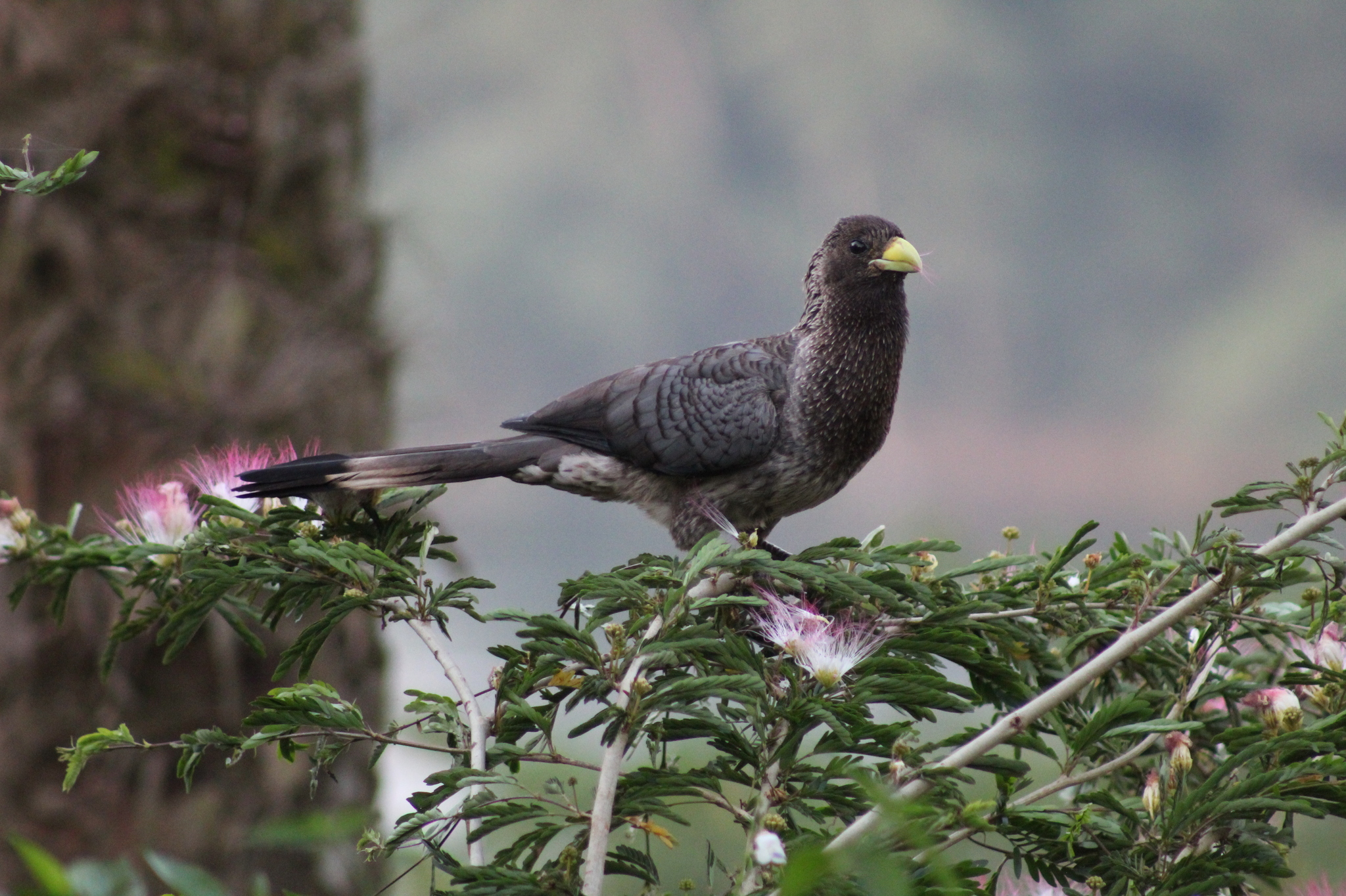 Eastern Plantain-eater (Crinifer zonurus), photo 3