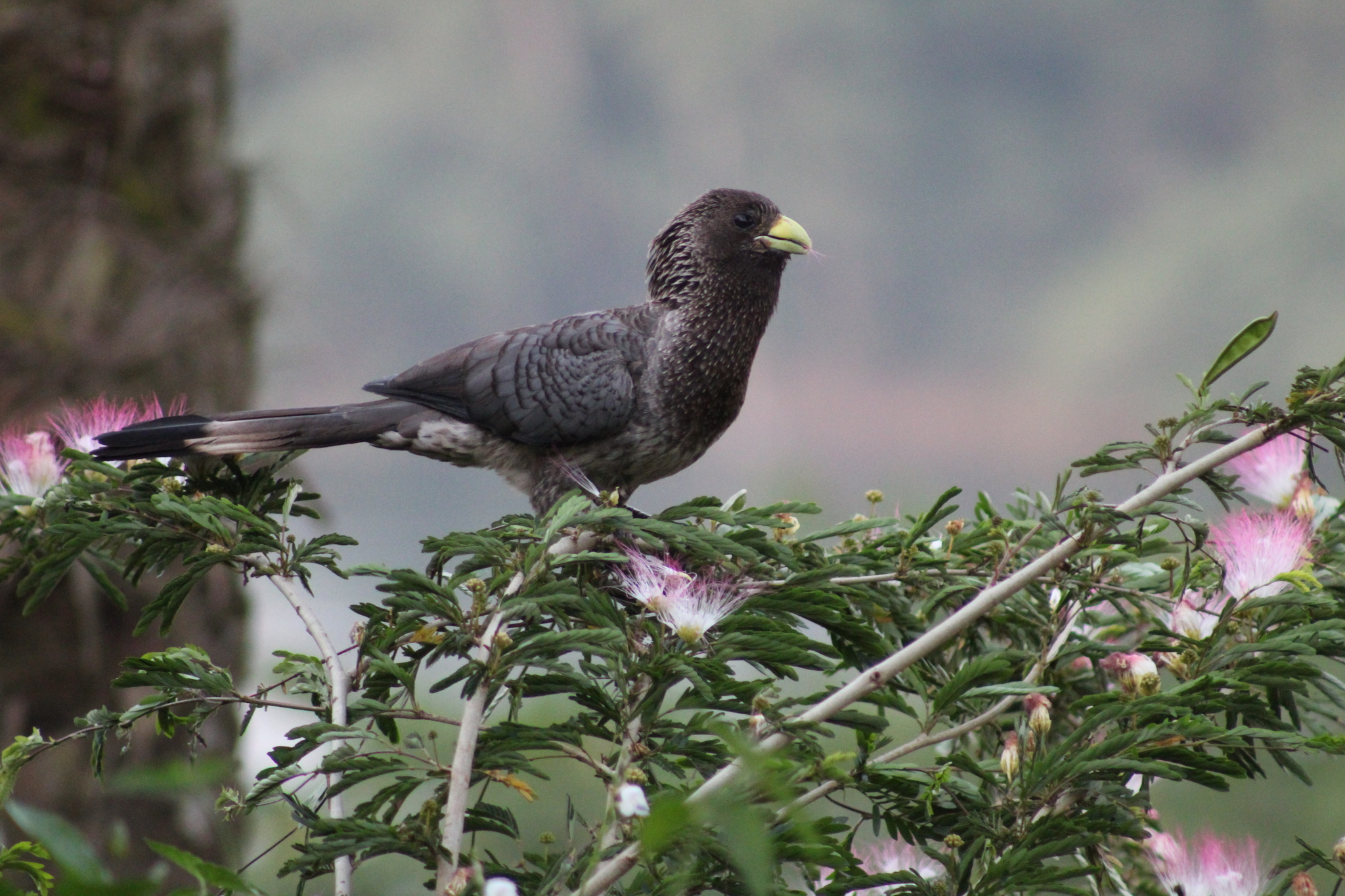 Eastern Plantain-eater (Crinifer zonurus), photo 2