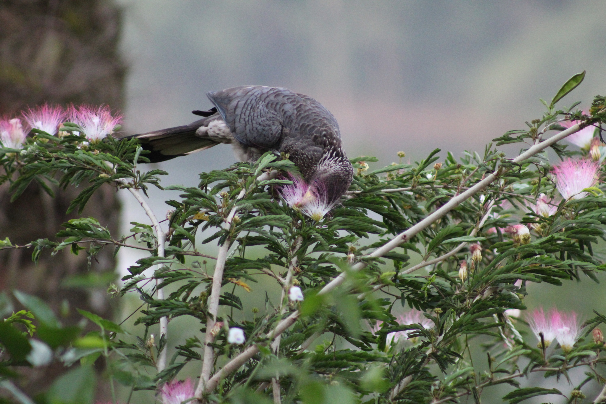 Eastern Plantain-eater (Crinifer zonurus), photo 4