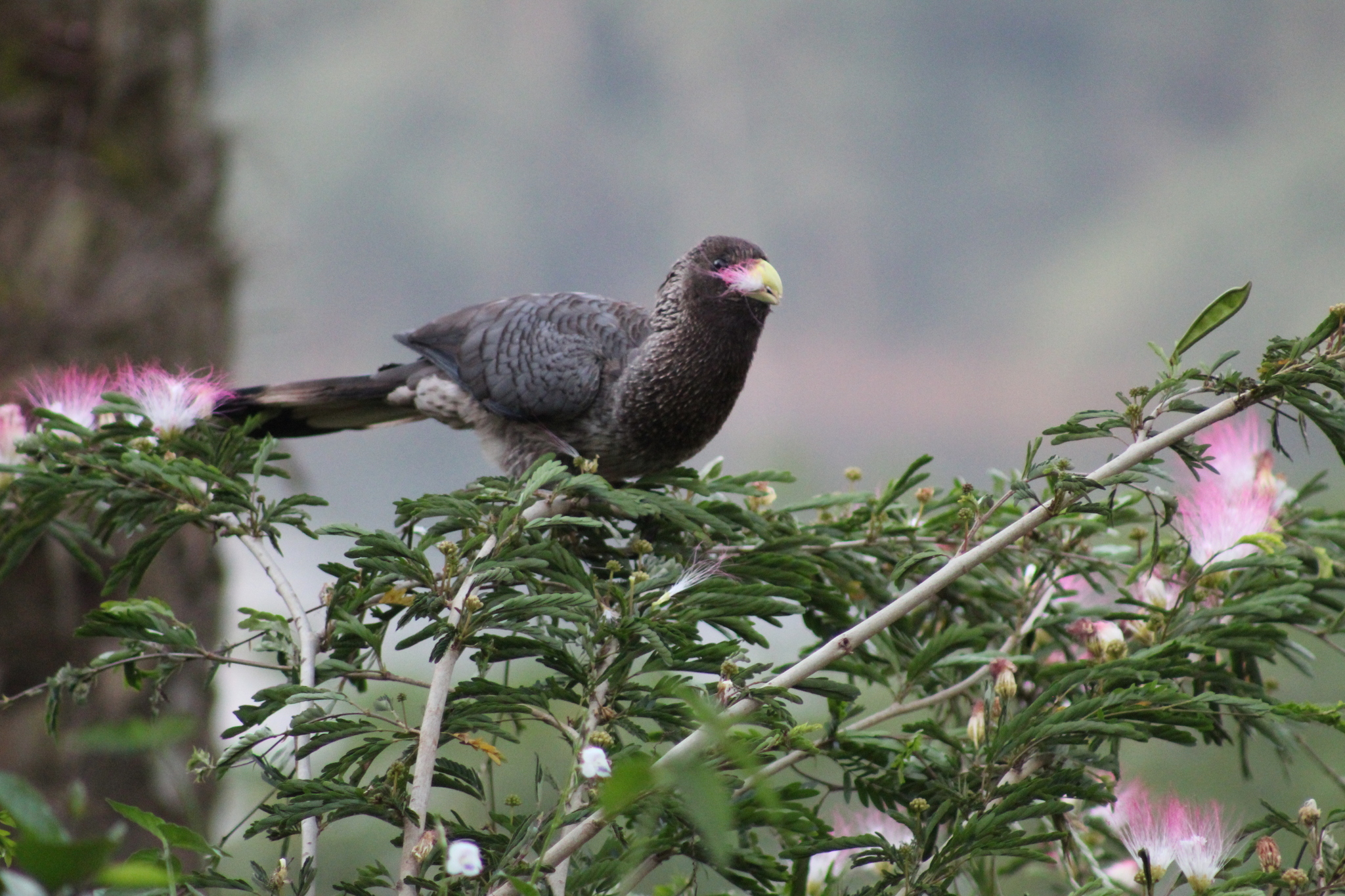 Eastern Plantain-eater (Crinifer zonurus), photo 1
