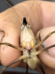 Neoconocephalus nebrascensis