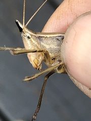 Neoconocephalus nebrascensis