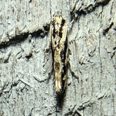 Melanocinclis lineigera