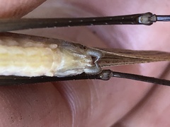 Neoconocephalus nebrascensis