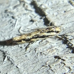 Melanocinclis lineigera