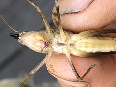 Neoconocephalus nebrascensis