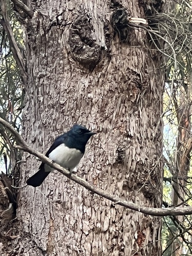 Satin Flycatcher (Myiagra cyanoleuca), photo 7