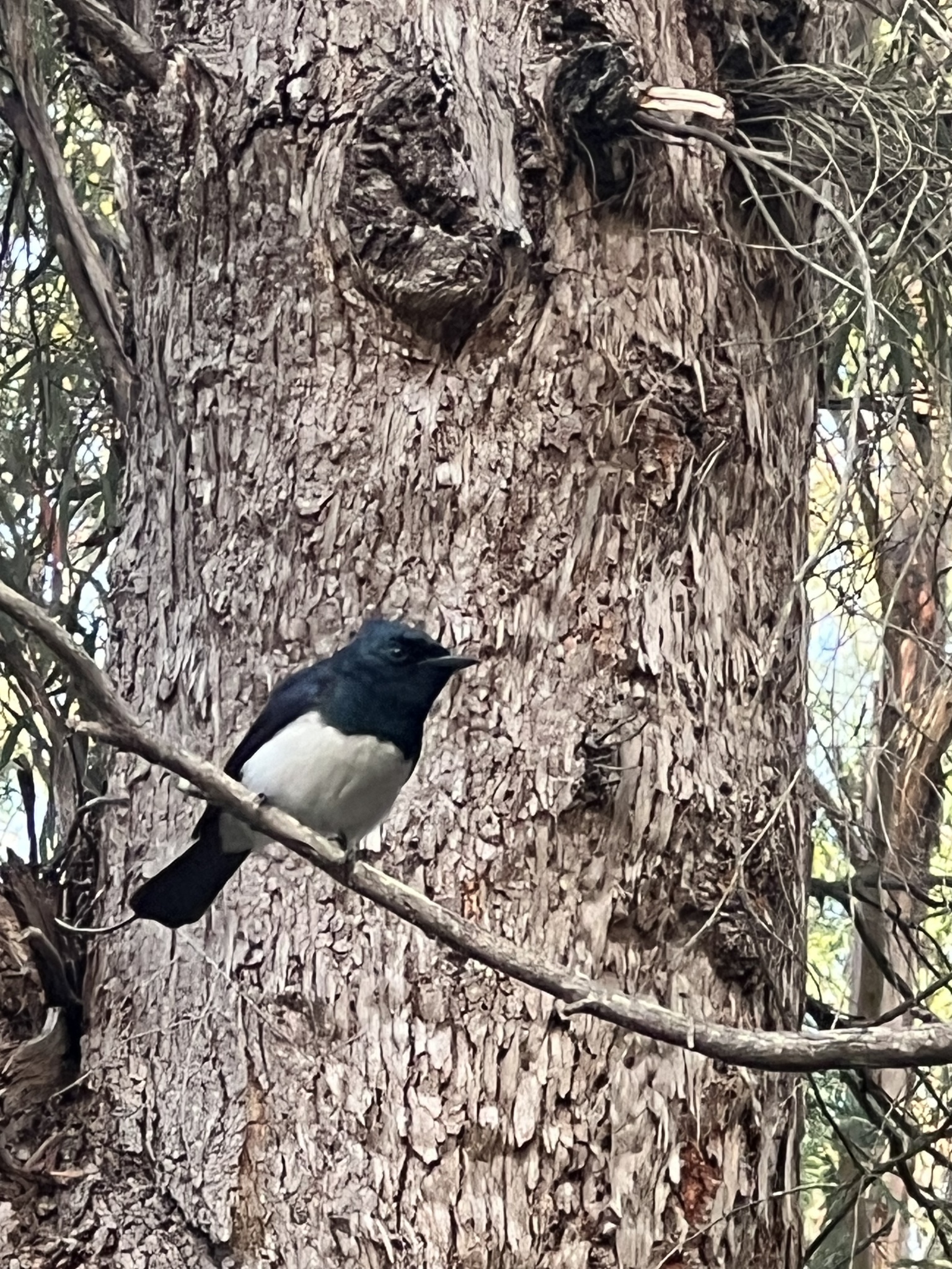 Satin Flycatcher (Myiagra cyanoleuca), photo 7