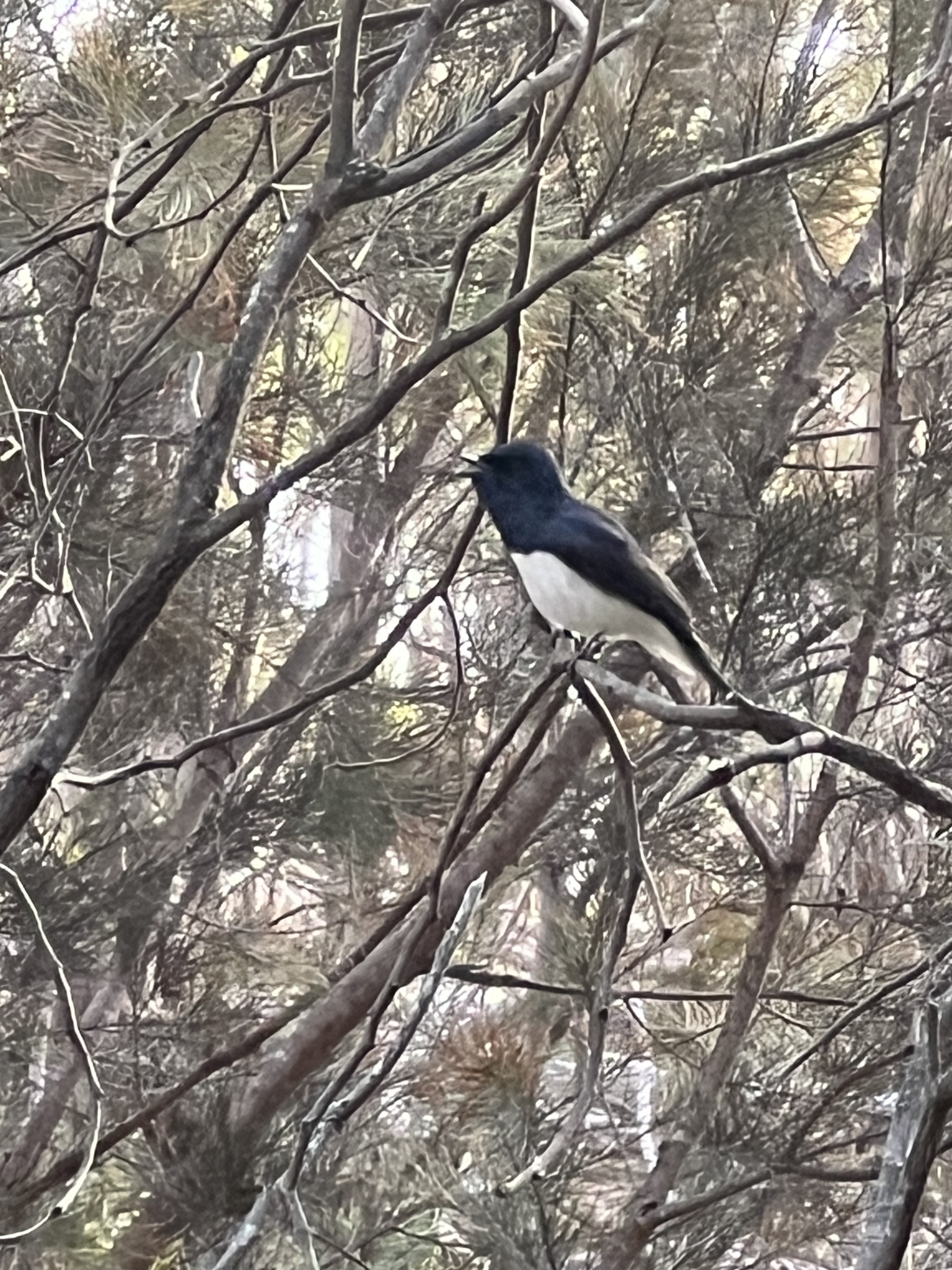 Satin Flycatcher (Myiagra cyanoleuca), photo 9