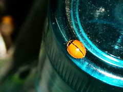 Coccinellidae
