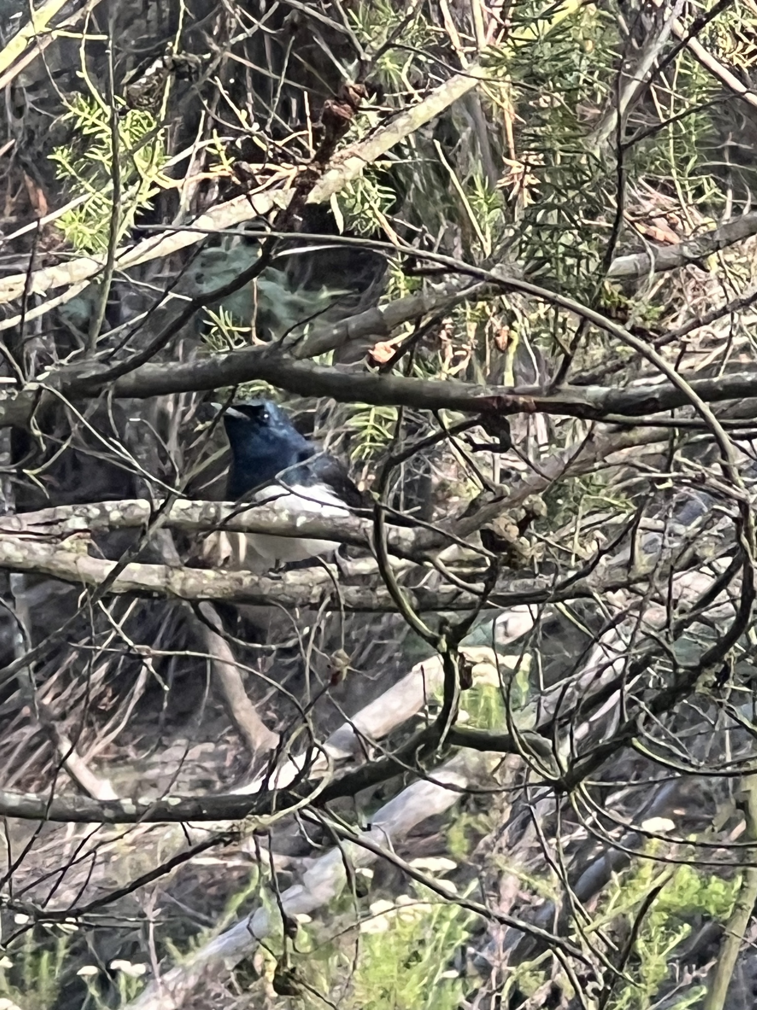 Satin Flycatcher (Myiagra cyanoleuca), photo 8