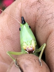 Neoconocephalus nebrascensis