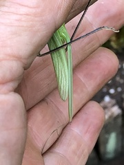 Neoconocephalus nebrascensis