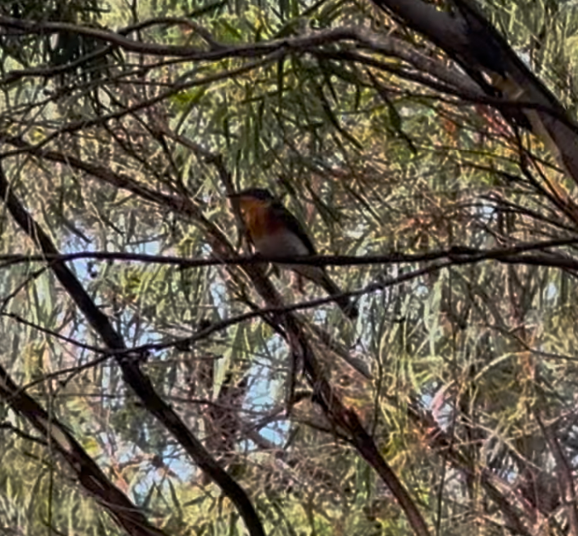 Satin Flycatcher (Myiagra cyanoleuca), photo 6
