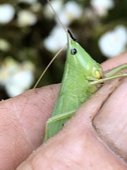 Neoconocephalus nebrascensis