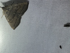 Zanclognatha pedipilalis