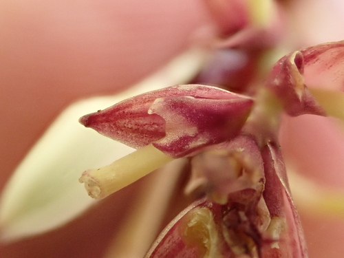 Arthropodium bifurcatum, photograph 2