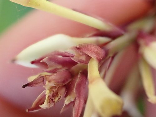 Arthropodium bifurcatum, photograph 3