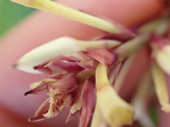 Arthropodium bifurcatum, photograph (c) Benjamin Lavin, some rights reserved (CC BY)