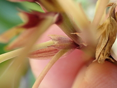 Arthropodium bifurcatum, photograph (c) Benjamin Lavin, some rights reserved (CC BY)