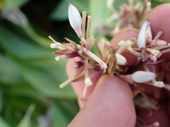 Arthropodium bifurcatum, photograph (c) Benjamin Lavin, some rights reserved (CC BY)