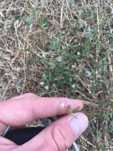 iNaturalist observation photo of Spanish clover