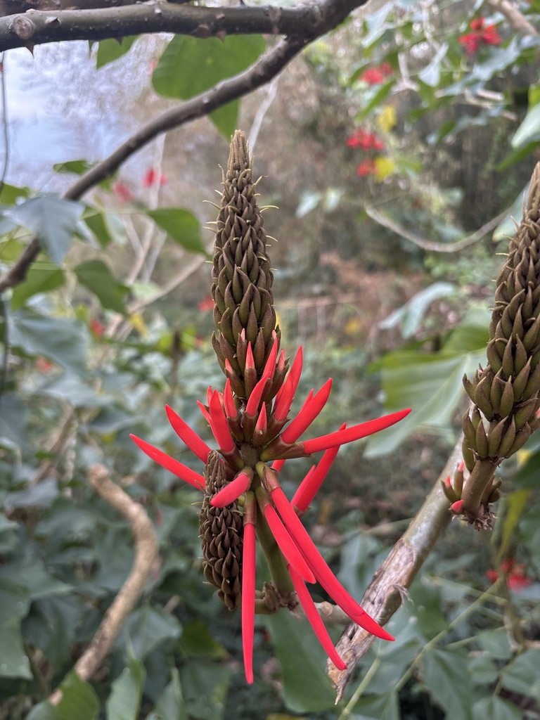 Foto de Mulungu
