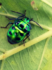 Chrysocoris