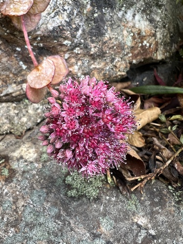 Foto de Borragem