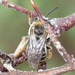 Melissodes paroselae