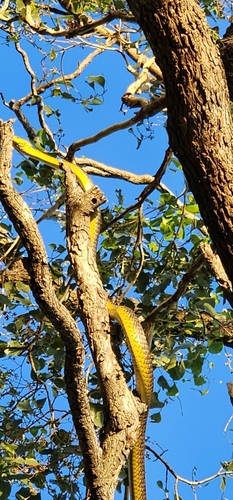 Common Tree Snake sighting