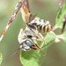 Parosela Long-horned Bee - Photo (c) C. Mallory, some rights reserved (CC BY-NC), uploaded by C. Mallory